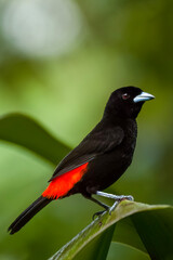 Fototapeta premium Male Scarlet-rumped Tanager in Rainforest