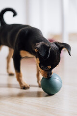 A little chihuahua puppy playing with a ball. Dogs' leisure time