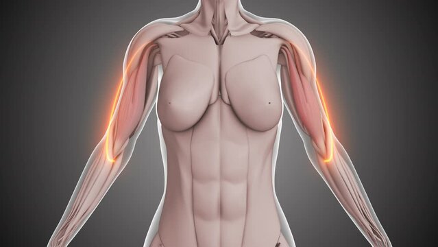 Animation of the biceps muscles