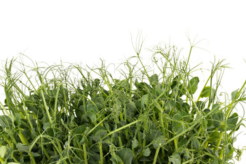 Fresh grown microgreens isolated on white background. Home grown healthy superfood microgreens.  Sprouted peas Seeds