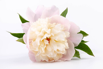 Floral spring background. Pink peonies and petals. Close-up. Soft focus. Nature