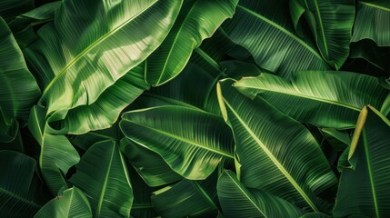 Tropical Banana Leaf Texture