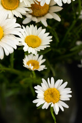 Obraz premium Chamomile or daisies isolated on black background.