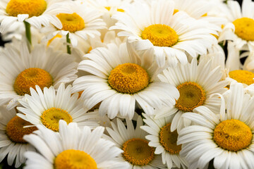 Fototapeta premium Chamomile or daisies isolated on white background.