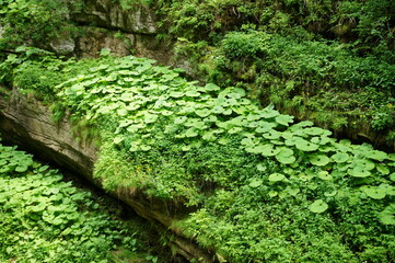 Blooming green European hoof in the gorge.