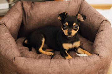 A chihuahua puppy sits gnawing on a bone in his box.