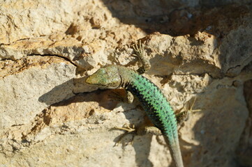 A lizard in close-up on a stone. Wild animals.