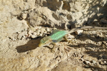 A lizard in close-up on a stone. Wild animals.