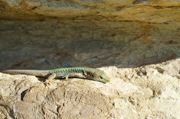 A lizard in close-up on a stone. Wild animals.
