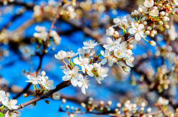 Cherry tree white flowers blossom blue sky background. Cherry fruit tree branch blossom like white flowers bride. Cherry fruit branch blossom close up spring blue sky. Spring white flowers tree branch