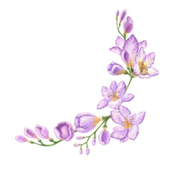 Watercolor illustration of a purple freesia branch. For creating business cards, invitations for birthdays, anniversaries, weddings, etc. Label design for cosmetics, perfumes and women's products