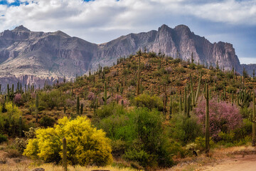 Superstition Mountain with Saguaro Cacti