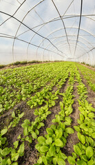 A wide angle view of the interior of an organic vegetable greenhouse, selective focus.