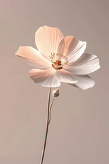 Obraz premium flower