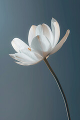 Obraz premium flower