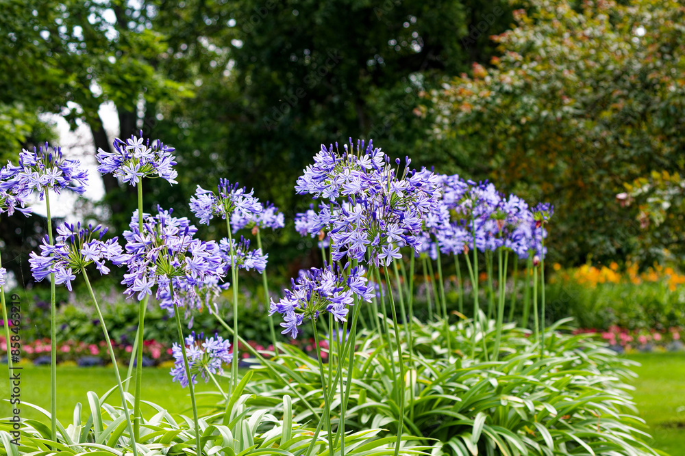 Canvas Prints Agapanthus (Agapanthus praecox ), common name blue lily,[ African lily or lily of the Nile