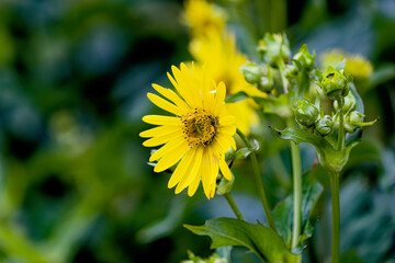 Rosinweed (Silphium integrifolium) Common names whole-leaf rosinweed, entire-leaf rosinweed, prairie rosinweed and silflower. It is native to eastern North America,