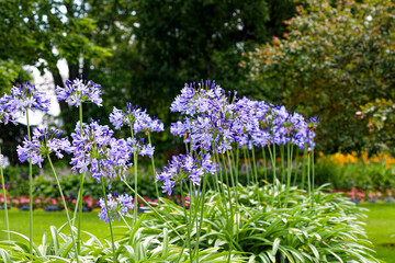 Agapanthus (Agapanthus praecox ), common name blue lily,[ African lily or lily of the Nile