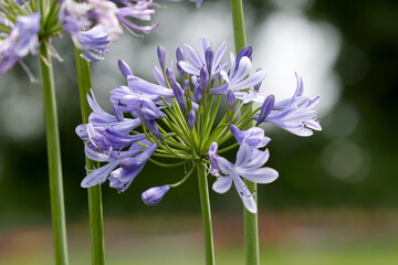Obraz premium Agapanthus (Agapanthus praecox ), common name blue lily,[ African lily or lily of the Nile