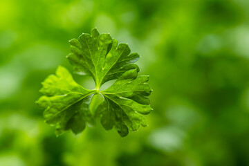 close-up of a parsley leaf against a blurred green background