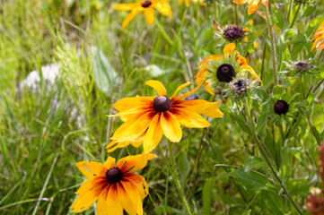 Black-eyed Susan ( Rudbeckia hirta)  is a North American flowering plants