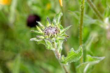 Bud black-eyed Susan (Rudbeckia hirta) native to Eastern and Central North America 