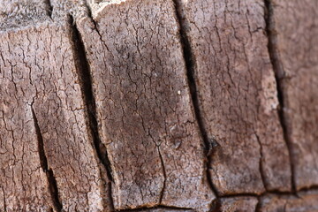 Texture of natural palm tree trunk. Brown texture . 