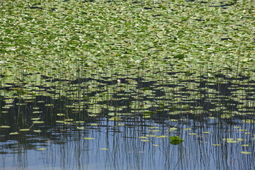 water lily in the lake