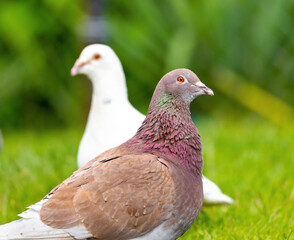 gołąb czerwony pocztowy