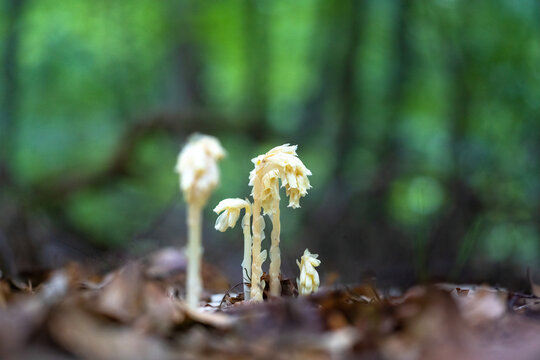monotropa hypopitys