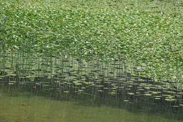 water lily in the lake