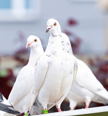 białe gołębie pocztowe,