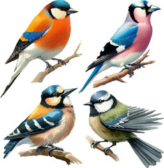 set with various, colorful birds in watercolor style in vector