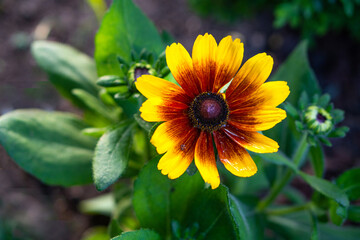 rudbekia owłośiona
