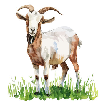 recommend clip art: Watercolor vector of a goat, isolated on a white background, design art, drawing clipart, Illustration painting, Graphic logo, goat vector 