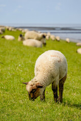 Germany, Norddeich. Sheep on the dyke on the North Sea coast of the German Wadden Sea