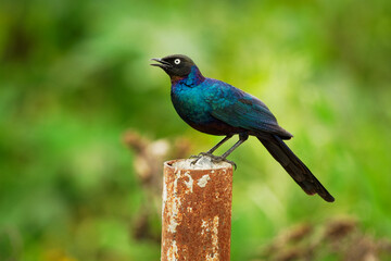 Ruppell starling - Lamprotornis purpuroptera also Rueppell glossy-starling or long-tailed starling, bird found in the Africa in Congo, Ethiopia, Kenya, Somalia, Sudan, Chad, Tanzania and Uganda