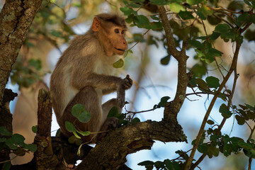 Bonnet macaque - Macaca radiata also zati, monkey endemic to southern India, related to the rhesus macaque, diurnal arboreal and terrestrial, sitting on the tree