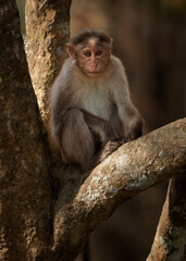 Bonnet macaque - Macaca radiata also zati, monkey endemic to southern India, related to the rhesus macaque, diurnal arboreal and terrestrial, sitting on the tree