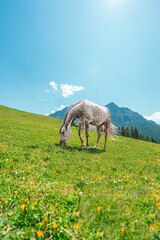 Fototapeta premium Grazing Gray Irish Draft Horse on a Green Pasture Field Hillside in the Mountain Alps