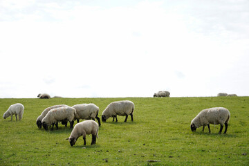 Germany, Norddeich. Sheep on the dyke on the North Sea coast of the German Wadden Sea