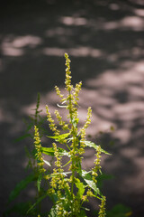 Bitter Dock (Rumex obtusifolius)