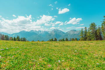Beautiful Free Green Pasture Field in a Mountain Alps Landscape during Summer