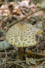 parasol mushroom (Macrolepiota procera)