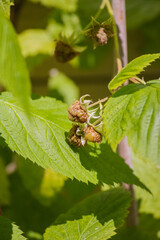 unripe raspberry (Rubus idaeus)