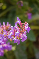 Sage or Common Sage (Salvia officinalis)