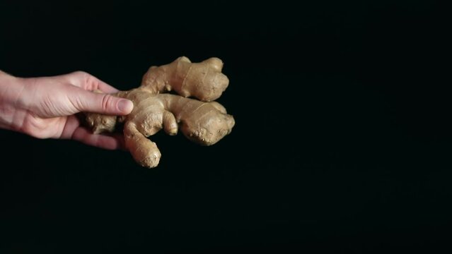 Close-up of a woman's hand holding ginger root. Washed ginger in hand on a black background. Ingredient. Fresh ginger root or rhizome, herbs and food concept