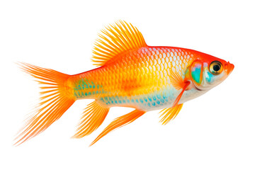 Platy fish isolated on white or transparent background. Close-up of orange fish, side view. A graphic design element to be inserted into a project.