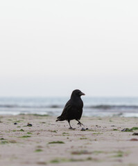 crow on the beach