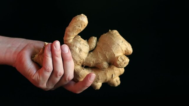 Close-up of a woman's hand holding ginger root. Washed ginger in hand on a black background. Ingredient. Fresh ginger root or rhizome, herbs and food concept